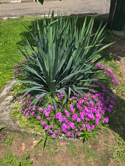 A close-up, high-angle shot depicts a cluster of Yucca plants surrounded by blooming pink and purple flowers, situated in a garden bed near a paved area and a street. The Yucca plants have tall, spiky green leaves that fan out from the base. The flowers, which appear to be ice plants, are small and bright pink/purple with many thin petals. The garden bed is bordered by a rough, textured concrete edge on the left and a patch of dry soil with scattered green weeds on the right. In the background, a section of a road with white markings is visible, along with a grassy area and a dark green trash bin next to a tree trunk. The scene is lit by sunlight, casting shadows from the plants onto the ground. The location is identified as being in the city of Ботево, Bulgaria. There are no people or animals present in the image.