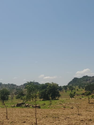 The image captures a rural landscape under a clear blue sky in Dawaki, Nigeria. The foreground is a dry, cultivated field with sparse green shoots emerging from the brown soil. Two thin, bare branches or small saplings stand vertically in the field. Beyond the field, the terrain rises gently, covered in lush green grass and scattered rocks of various sizes. A cluster of large, rounded rocks is prominent in the midground. A variety of trees, ranging from small to medium-sized with green foliage, are dispersed across the landscape. In the background, rolling hills are covered in vegetation, with some rocky outcrops visible. The overall scene suggests a dry season in a sparsely populated agricultural area.