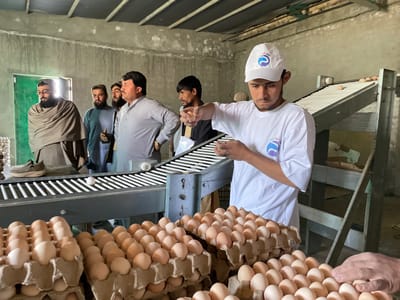 The image depicts an indoor egg processing facility located in Shuyene Vosta, Afghanistan. In the foreground, numerous cardboard trays are stacked, filled with brown and white eggs. A young male worker, dressed in a white t-shirt with a blue logo and a white baseball cap with the same logo, stands at the center-right, actively handling a brown egg with his right hand while reaching towards a conveyor belt with his left. The conveyor system, made of metal frames and white rollers, extends into the background, carrying several brown eggs. A single brown shoe rests on a segment of the lower conveyor belt. To the left, a group of five men are observing the processing line. These men are attired in traditional garments, including shawls and shalwar kameez, with most sporting beards. The background consists of unfinished light grey concrete walls, an exposed ceiling structure, and a green door positioned on the left side of the scene. The facility appears operational.