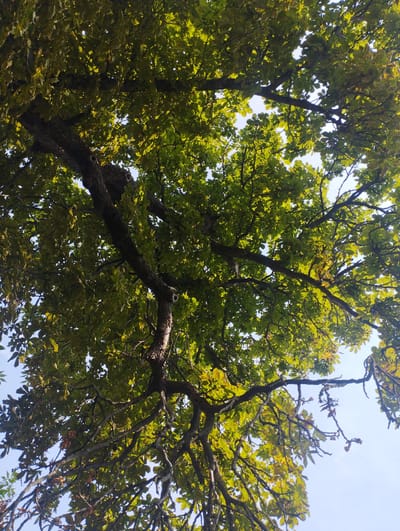 The image is a low-angle shot looking up through the canopy of a large tree with rough bark and numerous branches. The leaves are predominantly green, with some showing hints of yellowing, suggesting it may be late summer or early autumn. The sky is visible through the gaps in the foliage, appearing bright and slightly hazy. The tree's branches are intricate and spread outwards, creating a dense overhead coverage. The scene is devoid of any people or specific urban structures, indicating it is likely in a natural or park-like setting within Baryshivka, Ukraine.