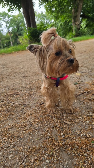 A medium shot captures a Yorkshire Terrier standing on a gravel path in what appears to be a park or wooded area. The dog is facing slightly to the right, with its head tilted. It has long, tan-colored fur, and its hair is pulled into a small ponytail on top of its head with an orange hair tie. The dog is wearing a harness with pink and blue straps. The ground is covered with small stones, gravel, and scattered dry leaves and seed pods. In the background, out-of-focus trees with green foliage and a large tree trunk are visible, suggesting an outdoor, natural setting. The lighting suggests it is daytime, likely overcast or shaded. The specific location in 's-Heerenberg, Netherlands, cannot be determined from the visual information alone.