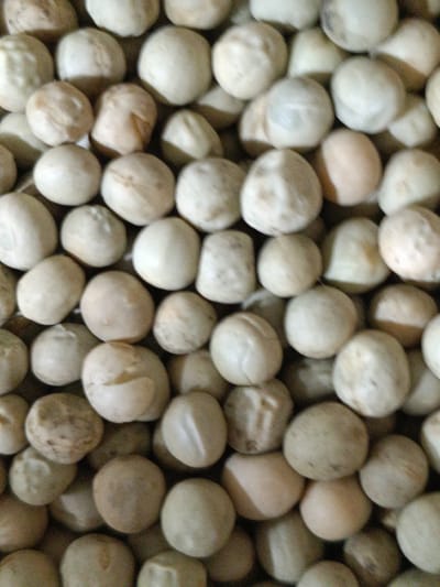A close-up, overhead shot of dried chickpeas fills the frame. The chickpeas are a pale beige color and appear to be whole and intact. They are densely packed together, creating a textured surface. The lighting is even, with no harsh shadows, suggesting an indoor setting. The background is not discernible. No people, actions, or interactions are visible.