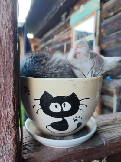 In Kashino, Russia, a kitten sleeps peacefully inside a ceramic pot decorated with a black cat face. The pot rests on a wooden surface, possibly a porch railing, with a rustic wooden building in the background. The kitten's grey and white fur is visible as it is curled up and hidden within the pot. The scene suggests a quiet, rural setting.