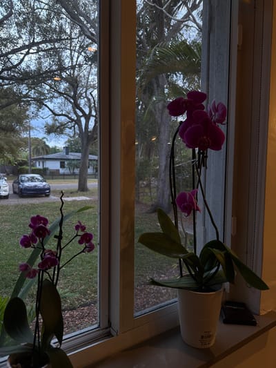 The image depicts an indoor perspective looking out through a window onto a residential street in Miami Shores, United States of America, under overcast lighting conditions. In the foreground, positioned on a white windowsill, are two potted orchid plants. The orchid on the left features multiple purple flowers on slender stems, while the taller orchid on the right displays larger, deep magenta flowers and green leaves, situated in a white ribbed pot with a partially visible "$25.99" price tag. To the right of the taller orchid, a dark rectangular object rests on the windowsill.
Beyond the window, a green lawn with scattered trees, including a prominent large deciduous tree with bare branches and several palm trees, defines the outdoor environment. Across what appears to be a driveway or narrow street, a single-story white house with a dark roof and a chimney is visible. Two vehicles are parked on the left: a white car partially visible in the foreground, and a dark blue Tesla Model 3 sedan parked behind it. No individuals are present, and no actions or interactions are occurring.