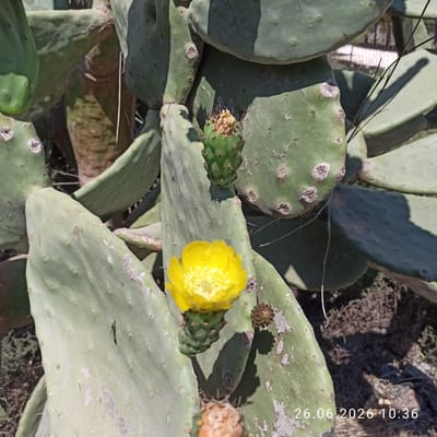 This is a close-up, high-angle photograph of a prickly pear cactus in Terlizzi, Italy. The cactus has large, flat, green pads covered in small areoles from which spines emerge. There are several pads visible, some overlapping. The plant is bearing a bright yellow flower, fully open, with delicate petals and a central pistil. There are also a few developing fruits or spent flowers visible on some of the pads, appearing as small, spiky, brown or reddish-brown structures. The background consists of dry, rough ground with some sparse vegetation, suggesting an outdoor, possibly arid or semi-arid environment. The lighting indicates it is daytime, with harsh shadows cast by the cactus pads, suggesting bright sunlight. A date and time stamp, "26.06.2026 10:36," is visible in white text vertically along the right edge of the image. No people are present.