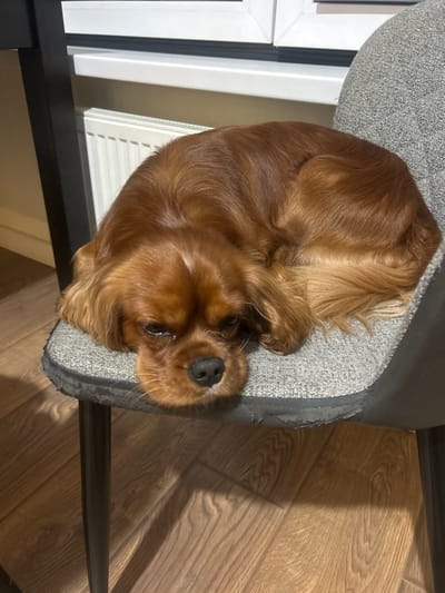 A medium shot captures a Cavalier King Charles Spaniel dog curled up asleep on a gray fabric chair. The dog is a reddish-brown color with long, floppy ears and its head rests on the seat of the chair, with its eyes closed. The chair is positioned in front of a white radiator and a window. The floor is made of light brown wooden planks. The scene appears to be indoors, likely in a residential setting. The location of Sapronovo, Russia is not discernible from the image.