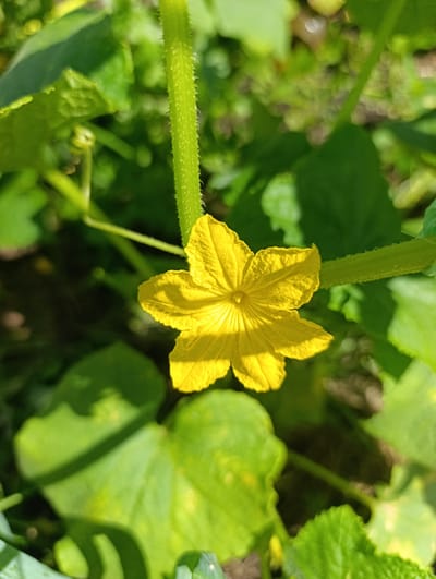 A close-up, eye-level, outdoor shot captures a vibrant yellow cucumber flower in the foreground, set against a blurred background of green leaves and stems. The flower has five petals, each with a slightly serrated edge, and appears to be in full bloom. A fuzzy green stem runs vertically through the image, with the flower attached to it. The lighting suggests it is daytime, with sunlight casting shadows on the leaves. The scene is set in a garden, likely in Ivanovska, Russia, given the context provided.