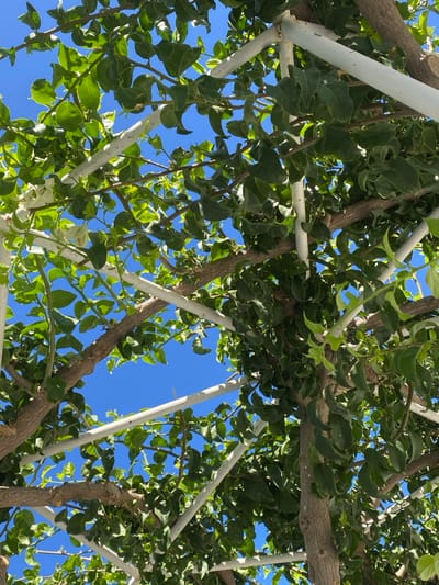 The image captures an upward perspective into a pergola located in Πλατύς Γιαλός, Greece. The structure consists of white, likely painted metal, horizontal and diagonal beams forming an overhead grid. A dense, leafy green climbing vine, possibly Bougainvillea, is heavily interwoven with and supported by these beams. The vine's brown, woody stems are visible throughout the white framework. The leaves are predominantly green, with some exhibiting a curled or slightly dehydrated appearance. Clear, vibrant blue sky is visible through the irregular gaps in the foliage and structural elements, indicating bright, direct sunlight. No human figures or other animate subjects are present in the frame. The scene is static, depicting a vegetated architectural feature under a clear sky.
