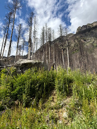 This is a vertically oriented, eye-level, medium shot of a rocky mountainside with sparse, dead trees and lush green vegetation. The sky, with white clouds, is visible in the upper left portion of the frame. The scene appears to be a post-fire landscape, with numerous dead trees forming a stark contrast to the vibrant green growth that is beginning to reclaim the area. The dead trees are predominantly light-colored and leafless, suggesting a past event like a wildfire.
The vegetation on the right side of the frame is dense and varied, with grasses, wildflowers, and some small shrubs. The colors range from vibrant green to yellow and purple from the flowers. A large, weathered rock is visible in the middle ground, adding texture to the scene. The overall impression is one of natural regeneration and resilience.
The lighting suggests it is daytime, likely late morning or early afternoon, with the sun casting some shadows. The weather appears to be clear with scattered clouds. The location cues, such as the rocky terrain, coniferous trees (partially burned), and sparse vegetation, point to a mountainous or alpine environment. The image evokes a sense of nature's power and its ability to recover. There is no visible text in the image.