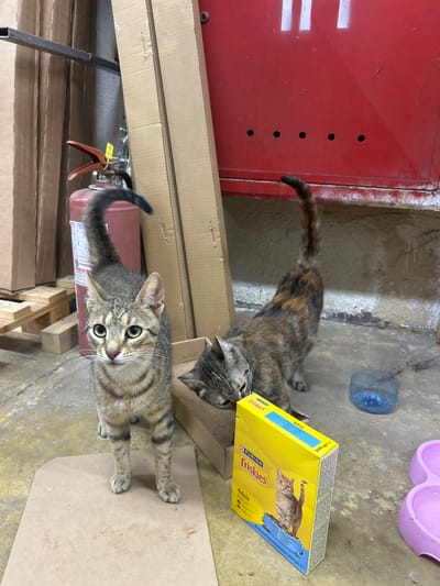 The image depicts two cats in what appears to be a storage area. The cat in the foreground is a tabby with green eyes, standing on a piece of cardboard and looking directly at the camera. Its tail is curved upwards. Behind it and slightly to the right, another cat, with a tortoiseshell pattern, is sniffing at a box of Purina Friskies cat food. The background shows cardboard boxes, a red fire extinguisher, and a red metal cabinet. A blue plastic bottle and two pink cat bowls are also visible on the floor. The environment suggests an indoor, possibly industrial or storage space, with concrete flooring and textured walls. The specific location within Struma, Bulgaria is not identifiable from the visual information provided.