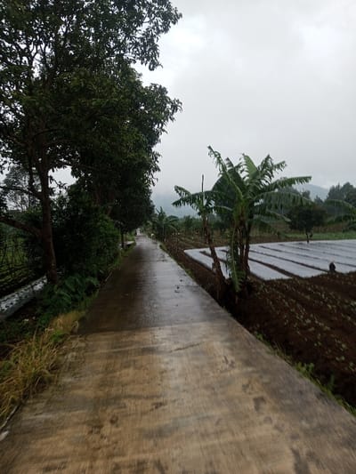 The image depicts a rural concrete path in Chagzam_Pam, Bhutan, under an overcast sky, suggesting recent rain due to the wet appearance of all surfaces. The path, visible from a low-angle perspective, extends diagonally from the lower center toward the upper center, gently curving left into the distance. To the left of the path are large, verdant trees with dense foliage and undergrowth, including dry grass in the immediate foreground. To the right, cultivated fields feature rows of dark soil with nascent green plants. Several mature banana trees with large, ragged leaves stand between the path and the fields. Portions of the fields are covered with white or translucent plastic sheeting, arranged in rectangular sections. Distant hills or mountains are visible through the atmospheric haze in the background, beneath the uniform grey sky. No individuals, animals, or vehicles are present.