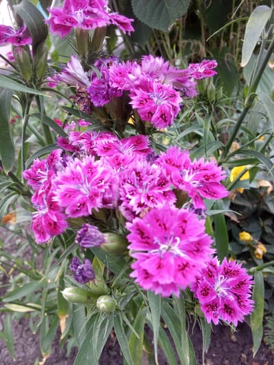 The image shows a close-up of a cluster of vibrant pink carnations. The flowers have delicate, fringed petals and dark markings at their centers. Several green buds and leaves are visible, as well as some brown, dried foliage in the background. The overall setting appears to be a garden or natural outdoor environment. There are no people or animals depicted in the image. The location in the city of Altai, Kazakhstan, is not visually evident from the provided image.