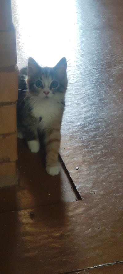 An indoor, medium-shot, eye-level photograph shows a calico kitten standing on a wooden floor next to a brick wall. The kitten is facing forward, looking directly at the camera with its blue eyes. The kitten has gray, white, and orange fur, with white paws and a white chest. Its left side is partially obscured by the brick wall, which is made of rectangular bricks. The wooden floor appears to be distressed and worn, with visible grain and a gap in the planks. A bright light source, likely sunlight, is casting a strong glare on the floor from the upper right side of the frame, creating a bright, washed-out area and a shadow of the kitten on the floor. The scene is set in an interior space that could be a home or another building. The location is specified as Malaya Listovka, Russia, which is a village in the Saratov Oblast.