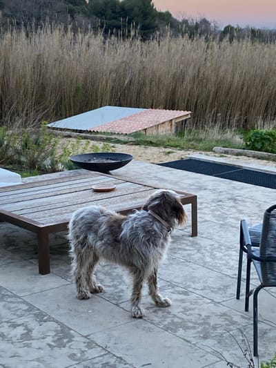 The scene depicts an outdoor patio area in Cucuron, France, observed during low light conditions consistent with dawn or dusk. A medium-sized, wirehaired dog with mottled grey, white, and brown fur, wearing a light-colored collar, stands in profile on a light-toned paved patio, facing right. To the dog's left, a rectangular wooden patio table with a dark metal frame features a small, round, terracotta-colored dish. To the right, a portion of a dark grey woven patio chair with a metal frame is visible. Further into the scene, a black, bowl-shaped metal fire pit containing embers or ashes is situated on a patch of light-colored earth. Adjacent to the fire pit, integrated into the paved surface, is a dark, rectangular grated section. In the mid-ground, two small, low-profile structures are present: one with a light grey corrugated roof and another with a red-tiled corrugated roof, situated on an unpaved area of dirt and sparse vegetation. The background is characterized by a dense stand of tall, dry reed-like vegetation, with evergreen trees visible beyond, under a sky displaying a faint orange-pink hue near the horizon.