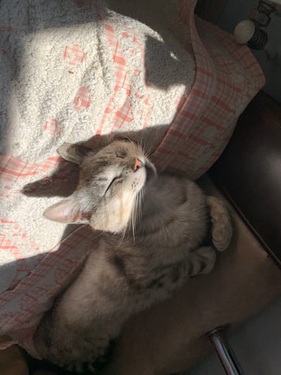 The image shows a light grey tabby cat sleeping on its back on a textured white and pink checkered blanket. The cat is curled up with its paws near its face, its eyes closed, and its nose tilted slightly upwards, suggesting a relaxed and peaceful state. Sunlight streams down from the top left, casting a shadow on the blanket and highlighting the cat's fur. The background is dark and out of focus, with a hint of what appears to be a brown couch or furniture. A chrome-colored object, possibly a table leg or part of a chair, is visible on the far right. The scene evokes a sense of warmth and comfort, suggesting a quiet moment of rest. No text is visible in the image.