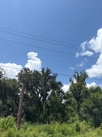 The image depicts a vibrant, green landscape under a bright blue sky dotted with fluffy white clouds. Several parallel power lines stretch diagonally across the frame, from the upper left to the lower right. On the right side of the image, a dense collection of trees fills the frame. The trees are lush and green, with some appearing to be live oaks draped in Spanish moss, characteristic of a Southern environment. In the foreground, a portion of tall, green vegetation, possibly cornstalks, is visible. The overall scene suggests a sunny day, likely in the late morning or early afternoon, given the bright sunlight and clear skies. The setting appears to be a rural or semi-rural area in Bradenton, USA, where power lines are often integrated into the natural scenery. There is no text visible in the image, nor are any people or specific events depicted. The focus is on the natural landscape and the man-made power lines.