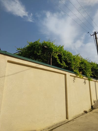 The image shows a section of a pale yellow, stuccoed wall in a village setting. The wall has horizontal decorative indentations. Along the top of the wall, lush green vines are growing, partially obscuring a wooden trellis structure. Beyond the vines and wall, a clear blue sky with scattered white clouds is visible. Telephone wires and a telephone pole are also present in the sky, indicating an outdoor, possibly rural, location. The lighting suggests it is daytime, likely late morning or afternoon, with the sun casting shadows on the wall. The overall scene conveys a sense of an ordinary day in a warm climate, with nature and infrastructure coexisting. There is no visible text in the image.