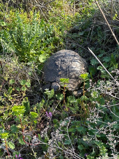 A turtle is nestled among various types of green plants, dried stems, and small purple flowers. The turtle's shell is grey and cracked. This scene is located in Sveti Nikola, Bulgaria.