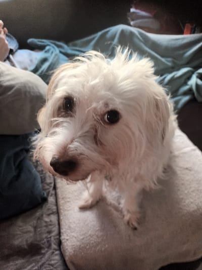 A small, white, shaggy-haired canine with dark eyes and a dark nose is centrally positioned, standing on a light grey, textured surface and looking directly at the viewer. The fur around its eyes and muzzle appears slightly discolored. To the immediate left, a partial human leg, clad in light grey fabric, is visible, along with a segment of a bare human foot. In the background, a rumpled dark blue-green blanket is draped over an unseen object, suggesting an indoor domestic setting. No specific identifying markers are present within the image to ascertain the location as Libramont, Belgium, or any other precise geographical point.