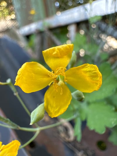 A close-up, shallow-depth-of-field photograph captures a vibrant yellow flower with four prominent petals and a cluster of stamens at its center. The flower is positioned slightly off-center to the right, with its petals gently unfurling. To the left and below the main flower, a green bud is visible, also on a slender stem. The background is blurred, featuring out-of-focus elements of greenery, a gray surface, and bokeh lights, suggesting an outdoor setting. The image is a portrait of nature's detail, likely taken in Myronivka, Ukraine, highlighting the delicate beauty of the flora.
