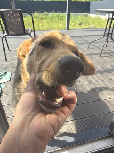 An outdoor shot shows a dog's head and snout being held by a person's hand in Malinovka, Russia. The dog's mouth is open, revealing its teeth. The background features a wooden deck, chairs, a table, and green grass. The lighting suggests it is daytime, with sunlight casting shadows.