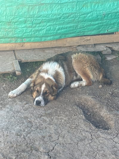 A medium-sized dog with brown and white fur is sleeping on cracked, dry dirt. The dog is lying on its side with its head resting on the ground. Its eyes are closed and its mouth is slightly open. In the background, there is a green tarp stretched over some wooden planks, suggesting an outdoor area, possibly a yard or shelter. The ground is composed of dry soil with small pebbles and sparse green vegetation. There is a hole or indentation in the ground near the dog's hindquarters. The overall impression is one of a warm, possibly dry environment. The image does not contain any elements that suggest a specific location in the city of Matchino, Russia.