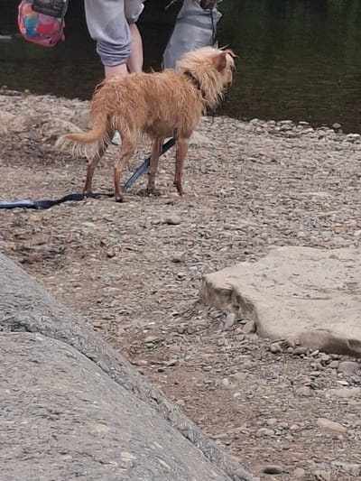 The image depicts a small, fluffy, light brown dog with a wet coat, standing on a rocky surface. The dog is wearing a black collar and is attached to a dark blue leash, which disappears off the right side of the frame. The dog's fur appears somewhat windswept. To the left of the dog, a person's arms and hands are visible. One hand is reaching towards the dog, and the other is holding a colorful bag with pink, blue, and yellow patterns. The person is wearing a light grey long-sleeved shirt.
The setting is outdoors, with a clear distinction between a dark green, grassy area on the left and a densely packed, stony ground on the right. Large, light-colored rocks are scattered across the stony area. A rough, grey, concrete-like surface is visible in the lower right quadrant of the image.
The image is oriented vertically, suggesting it was taken with the camera held in portrait mode. The lighting appears to be natural daylight, possibly indicating a daytime scene, though the specific time of day is not clearly discernible. The presence of the dog and person suggests an activity like walking or playing in an outdoor environment. No text is visible in the image. The overall impression is of a casual outdoor outing.