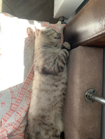 A silver tabby cat is sleeping stretched out on a pink and white plaid blanket. The cat is positioned horizontally in the frame, with its head to the left and its body extending to the right. Its fur is a mix of light grey and darker grey stripes. One paw is curled up near its face, and its eyes are closed. The blanket is soft and textured, with a visible grid pattern of pink lines on a white background.

The cat is lying on the floor, which appears to be tiled in a dark color. To the left of the cat, there is a white object that could be a radiator or a piece of furniture. Above the cat, a section of what looks like a brown leather couch is visible, with a textured, beige upholstered surface behind it. A metal pipe with screws is attached to the beige surface. Sunlight is streaming in from the left, casting a bright glow across the blanket and illuminating the cat's fur. The light suggests it is daytime, likely morning or afternoon. The scene appears to be indoors, in a comfortable, relaxed setting. There is no visible text in the image. The overall mood is peaceful and tranquil, capturing a moment of deep sleep for the feline. The location context provided is Zamostia, Ukraine.