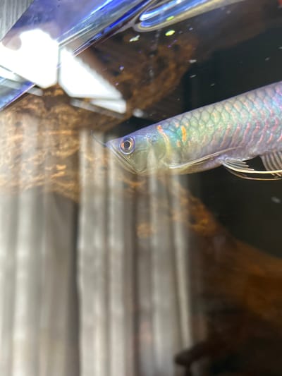 The image displays a close-up, side profile of an Asian Arowana fish swimming in an aquarium. The fish exhibits iridescent scales with hints of green, blue, and orange, and its distinct barbels are visible protruding from its mouth. The aquarium environment includes blurred brown driftwood in the background and what appears to be vertical, textured blinds or curtains on the left, suggesting an indoor setting. The lighting creates reflections on the aquarium glass and highlights the fish's scales. The location, Dehiwala, Sri Lanka, suggests a tropical or subtropical environment.
