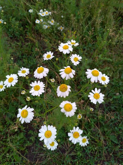 A high-angle, full shot captures a cluster of white daisies with yellow centers scattered across a verdant, grassy field. The daisies vary in size and stage of bloom, with some fully open and others still in bud. The background consists of dense green foliage and tall grasses, suggesting a natural, uncultivated setting. The image appears to have been taken outdoors in a rural or natural environment. The specific location within the city of Новозыково, Russia is not determinable from the visual information provided. There are no people, animals, or human-made structures visible in the image.