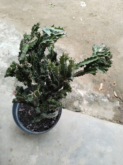 The image depicts an outdoor scene in the city of Teupinbayu, Indonesia. A dark green, multi-stemmed, crested cactus-like plant, possibly a crested Euphorbia, exhibits a complex, irregular growth pattern with numerous undulating, serrated stems and branches. The plant is housed in a black, tapered plastic pot, approximately one-third visible from the bottom-left of the frame. The soil within the pot is dark brown, with scattered dry, light brown fallen leaves.

The pot rests on a light grey concrete surface. The concrete displays variations in texture and shade; the foreground is smoother and lighter, while the mid-ground transitions to a rougher, darker, and more mottled section. A distinct seam or crack separates these two concrete areas horizontally across the frame. Beyond the rougher concrete in the upper right, a patch of bare, light brown soil or dirt is visible.

Scattered on the concrete are several small items: a single white, five-petaled flower appears in the upper right, a small green leaf (possibly a weed) is visible towards the top center, and a few dried, light brown leaves are distributed near the pot and on the rougher concrete. The scene is illuminated by natural daylight, suggesting an outdoor setting during the daytime. No people or animals are present, and no specific actions or interactions are depicted.