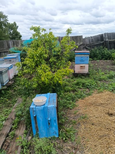 This image depicts an apiary, likely in Kamenno-Angarsk, Russia. The scene is outdoors, with a wooden fence in the background and a cloudy sky overhead. Several beehives, painted in various colors including blue, pink, and light green, are arranged in rows. A lush green tree with abundant foliage stands prominently in the center of the frame. In the foreground, a blue beehive supports a white bowl filled with what appears to be a light-colored food substance. A single bee is visible on the edge of the bowl. To the right of the beehive, a pile of dry straw is present. The ground is covered with grass and some soil. The overall impression is one of a working apiary in a rural or semi-rural setting.