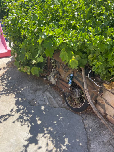 An old, rusted moped is partially hidden by dense green foliage on the side of a paved area. The moped is oriented with its rear wheel visible, showing a black tire and spokes. A blue and silver shock absorber is prominent on the rear suspension. The body of the moped is heavily corroded with rust. A large, thick branch or vine lies across the moped. In the background, a bright pink object, possibly part of a slide, is partially visible. The ground is a mix of cracked concrete and rougher textured pavement. Sunlight casts dappled shadows of leaves onto the ground, suggesting an outdoor, sunny environment. The scene appears to be in a residential or garden area.