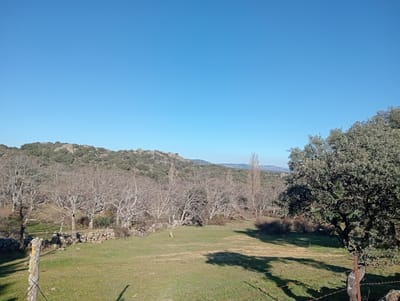 This image depicts a rural landscape near Collado del Mirón, Spain, under a clear, bright blue sky. The scene is characterized by a grassy field in the foreground, showing variations in green and light brown hues, indicating a dry period or dormant grass. A weathered wooden fence post, partially covered with lichen, is visible in the lower-left, and a rusty metal fence post with barbed wire is present in the lower-right. Both posts cast shadows to the left, suggesting morning or late afternoon sun from the right.
The midground features a low, dry-stacked stone wall traversing horizontally across the frame. Behind this wall, a cluster of numerous deciduous trees, primarily oaks or similar species, stand bare of leaves, indicating winter or early spring. Several taller, very slender deciduous trees are also scattered among them, similarly leafless. To the far right, a large evergreen tree with dense, dark green foliage is prominent, also casting a significant shadow onto the field.
In the background, a range of hills or mountains rises, sparsely covered with scrub vegetation and numerous exposed rock formations. The distant horizon under the unbroken blue sky shows no clouds. No people, animals, or specific activities are observable within the frame.