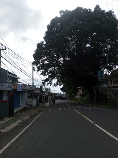 The scene is identified as being in the city of Domphoog_Dungkarchhoeling, Bhutan. The image displays a two-lane asphalt road extending into the distance under an overcast sky. The road features a continuous white line along its left edge and a dashed yellow line separating the two lanes. A white pedestrian crosswalk is visible on the road surface in the midground.
On the left side of the road, a sidewalk fronts a series of single and two-story buildings, which appear to be commercial establishments. These buildings display numerous signs, some with text visible, suggesting retail or service operations. Multiple utility poles rise from the sidewalk, supporting a dense, complex network of overhead electrical or communication wires spanning across the street.
On the right side of the road, a large, mature tree with a dense, dark green canopy dominates the midground, obscuring much of the background foliage and structures on that side. A street lamp post is positioned near the tree. Further down the road, portions of buildings with traditional-style tiled roofs are partially visible behind the tree and additional greenery.
A single individual, wearing a helmet, is operating a dark-colored motorcycle, traveling away from the viewer in the right lane of the road. No other individuals or vehicles are clearly discernible in the immediate vicinity. The environment suggests an urban or semi-urban setting during daytime hours, characterized by infrastructure, commercial activity, and significant natural elements.