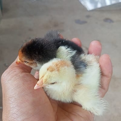 Two baby chicks snuggle in a person's hand. The first chick is predominantly black with a reddish-brown head and beak. The second chick is mostly light yellow and white with hints of reddish-brown and gray near its back. Their eyes are closed, and their fluffy feathers give them a soft appearance. The background is out of focus, suggesting a casual, outdoor setting. The person's hand is light brown.