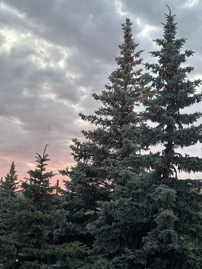 This is a vertical, low-angle, outdoor, daytime photograph of evergreen trees against a cloudy sky. The sky is filled with dramatic clouds, some of which are illuminated by a soft, pinkish-orange light, suggesting either sunrise or sunset. The light filtering through the clouds creates a mood that is somewhat dramatic and serene.

The main subjects are the dense branches and needles of several large evergreen trees, likely fir or spruce, as indicated by the blue-green needles and visible pinecones hanging from the branches. The trees are so dense in places that they almost form a solid wall of foliage, with varying shades of green and blue. In the lower right portion of the image, a few lighter green pine trees are visible, adding textural contrast.

The scene appears to be a natural setting, possibly a park, forest edge, or a residential area with mature landscaping. The presence of the trees and the open sky suggest a rural or suburban location. The angle of the shot, looking upwards, emphasizes the height and grandeur of the trees and the vastness of the sky. The lighting and the cloudy sky suggest a cool or temperate climate. No people, animals, or man-made structures, apart from a faint hint of what might be a utility pole in the far right, are clearly discernible within the frame. The overall feeling of the image is one of natural beauty and peacefulness, with a touch of the dramatic provided by the sky's coloration.