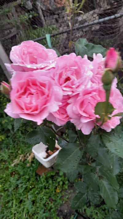A cluster of bright pink roses, some in full bloom and others as buds, is the central focus of this image. The roses are wet, suggesting recent rain. They are surrounded by lush green foliage and stems. In the lower right corner, a few dark green leaves are prominent. Partially visible at the bottom of the frame is a small white rectangular object, possibly a planter or container, sitting on the ground which is covered in grass and other plants. In the background, a metal fence and some rocky, uneven ground are discernible. The scene appears to be outdoors in a garden setting, likely in Leshnitsa, Bulgaria, given the context.