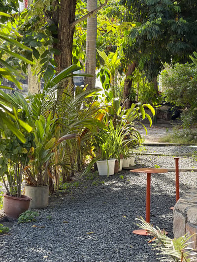 The image shows a tropical garden path in Koh Tao, Thailand. The path is made of small gray gravel, with several potted plants lining the left side. The plants are lush and green, with large leaves and thin stalks. Behind the plants, there are several trees with thick, brown trunks and leafy canopies. In the foreground, a small orange table with a round top and a single leg stands on the gravel path. Another similar table is partially visible to the right. The scene is bathed in bright sunlight, creating dappled shadows on the ground. The overall impression is one of a tranquil, outdoor seating area surrounded by dense vegetation.