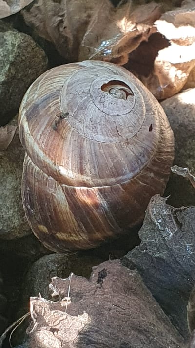 A snail shell rests on the ground amidst rocks and dry leaves. The shell has a spiral pattern and is a mix of beige and brown hues. There is a small opening visible at the top of the shell. The surrounding environment suggests an outdoor setting, possibly in a park or garden, in the city of Ust-Labinsk, Russia.
