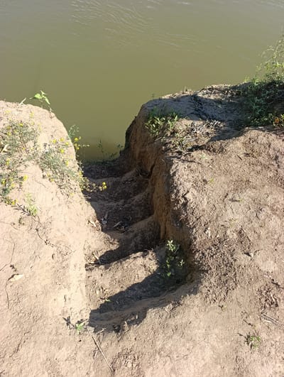 The image shows a rough, eroded dirt path leading down to a body of murky water. The path has several steps carved into it, and is bordered by dry earth and sparse vegetation. There are small green plants and yellow wildflowers growing on the left side of the path. The water is still and appears to be shallow near the edge. The scene suggests a rural or undeveloped area. The location is in the village of Samorodovo, Russia.