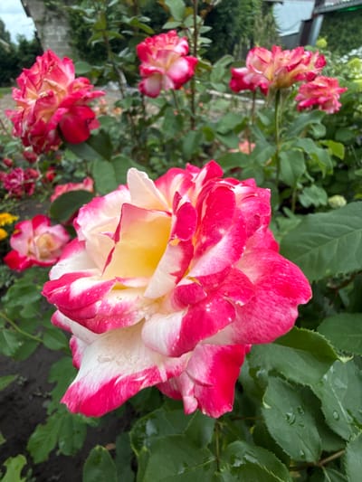 The image shows a close-up of a bi-colored rose with petals that transition from white to bright pink. The rose is in focus in the foreground, with other roses and green foliage in the blurred background. There are water droplets on the petals and leaves, suggesting recent rain. The scene appears to be a garden setting.