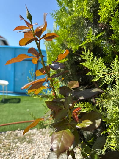In Uyutnoye, Ukraine, a close-up shot captures a young rose plant with reddish-brown leaves and a green bud, its stem adorned with sharp thorns. The plant is positioned in front of a dense, vibrant green coniferous tree, possibly a cypress or cedar. In the background, a bright blue wall of a structure is visible, with a portion of a white object and a bright green lawn extending towards the left side of the frame. The ground in the foreground is covered with small, light-colored pebbles. The sky above is a clear, bright blue, suggesting a sunny day.