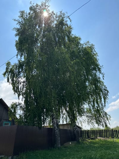 A low-angle, full outdoor shot shows two large birch trees with green, leafy canopies against a bright blue sky with scattered white clouds. The sun is partially obscured by the foliage of the larger tree on the left, creating a lens flare and dappling light. A dark brown metal fence runs horizontally across the lower third of the image. Behind the fence on the left, a portion of a wooden building with a blue-trimmed window is visible. To the right of the metal fence, a weathered wooden picket fence extends into the background. The foreground consists of a grassy area with small white flowers. Overhead, a black electrical wire is visible against the sky. The scene is set in the village of Sredneye Kechevo, Russia.