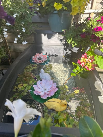 This is a close-up, high-angle, outdoor shot of a small water feature, likely a garden pond or a decorative water container, situated in Steenwijk, Netherlands. The water feature is a dark-colored, rectangular tub filled with water and small pebbles at the bottom. Several decorative items are floating on the surface. There are two artificial pink lotus flowers, one larger than the other, positioned on green lily pad-like floats. A white, ceramic bird figurine is also present, positioned between the lotus flowers. A small, yellow, plastic duck with black detailing is floating near the bottom right of the tub. The water is also covered in patches of small, green aquatic plants, with a few small, purple flowers interspersed among them.
Above and around the water feature, there are hanging baskets with various flowers. To the left and top of the image, there are hanging baskets with purple and yellow petunias, as well as small white flowers. To the right and top of the image, there are more hanging baskets with pink and red petunias and other flowering plants. Some of the flowers are in focus, while others are blurred due to the depth of field, creating a soft, naturalistic background. The scene is bathed in sunlight, casting dappled shadows on the water and the surrounding surfaces, suggesting it is a bright, sunny day. The overall impression is one of a tranquil, well-maintained garden setting.