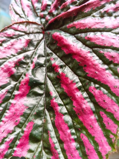 A close-up image reveals a patterned leaf, primarily green with striking pink streaks. The veins of the leaf are prominent, creating a textured surface. The pink coloration is concentrated in longitudinal bands, interspersed with the darker green, giving the leaf a bold, striped appearance. Small hairs or imperfections can be seen on the leaf's surface.