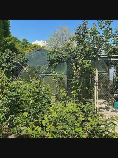The image shows a greenhouse structure covered in green mesh, partially obscured by dense foliage. The greenhouse has a peaked roof and appears to be enclosed by a chain-link fence. There is an open gate in the fence to the right of the greenhouse. The surrounding environment is overgrown with green plants and trees, suggesting a garden or natural setting. The sky above is blue with some scattered clouds. No people or specific actions are depicted. The location is described as Saint-Août, France, though no identifying landmarks within the city are visible.