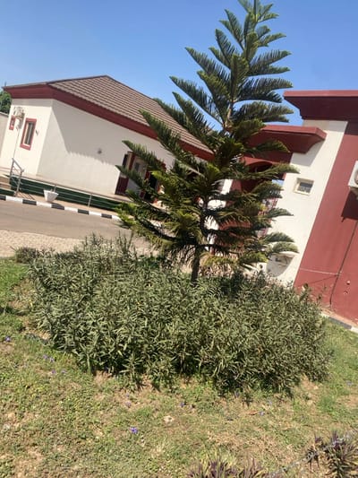 The image depicts an outdoor daytime scene in Tudun Nupawa, Nigeria, featuring a landscaped area adjacent to buildings. A prominent, multi-tiered coniferous tree with dark green foliage stands centrally, surrounded at its base by a dense bed of smaller, leafy green shrubs. The foreground consists of sparse green grass with patches of exposed earth and scattered small purple flowers.
In the background, two buildings with white walls and dark red trim are visible under a clear blue sky. The building on the left features a brown tiled roof, dark-framed windows, and an external air conditioning unit. A paved driveway or road with black and white striped curbing runs in front of this building, separated by a low, silver-colored metal railing. A small, white geometric planter is positioned near the railing. The building on the right also exhibits white walls with dark red sections and an external air conditioning unit. No individuals or active interactions are present in the scene.
