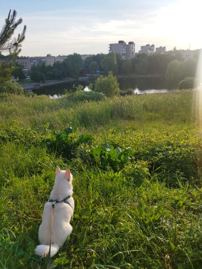 A white dog wearing a green harness sits on a grassy slope, facing away from the camera, looking towards a body of water. The dog is in the foreground, with lush green grass and other vegetation surrounding it. In the midground, there is a calm lake or pond, bordered by tall reeds and trees. Beyond the water, a cityscape is visible, featuring several apartment buildings and other structures. The sky above is a pale blue with some wispy clouds, and the sun is casting a bright, slightly hazy light on the scene, creating lens flare in the upper right quadrant. The overall setting appears to be a park or recreational area within the city of Novyi Rozdil, Ukraine.