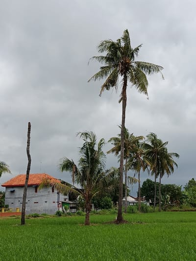 The scene is a rural area in Kecamatan Panji, Indonesia, located at latitude -7.702 and longitude 114.026. The image shows a two-story house with an orange roof, situated in front of a field of green rice paddy. The house is made of grey concrete and has a wooden door and window frames. The front yard of the house is partially covered in grass and dirt. There is a tall palm tree located to the left of the house and multiple palm trees scattered across the image. The sky is overcast and a few clouds are present. There are no people or animals visible in the scene. The environment is peaceful and rural, with a sense of tranquility.